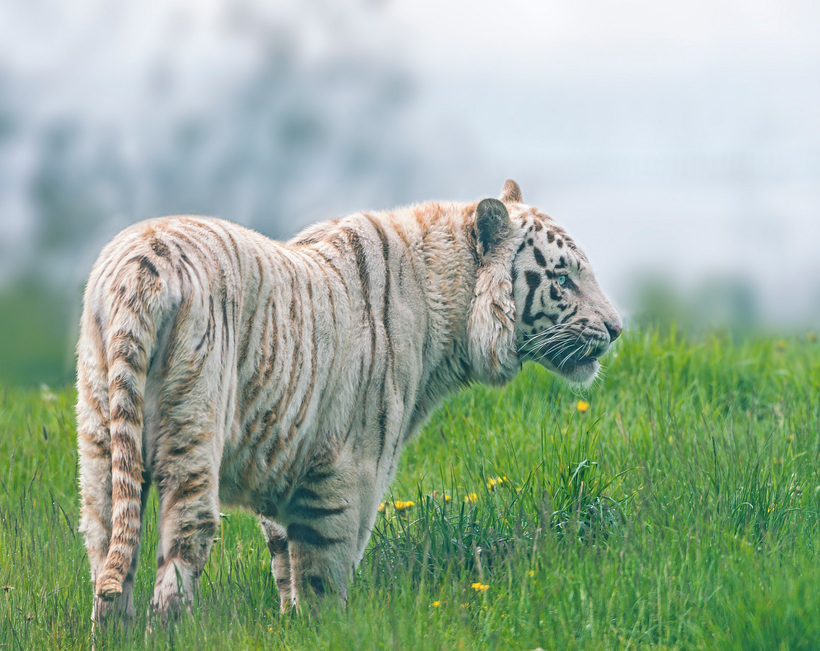 white-tiger-11